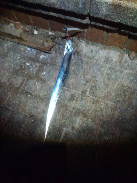 タチウオ二桁達成！