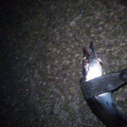 タチウオ浮き釣り