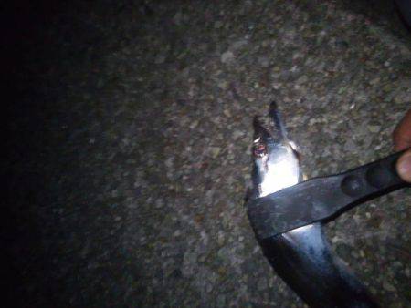 タチウオ浮き釣り