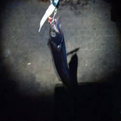 タチウオのサイズが…