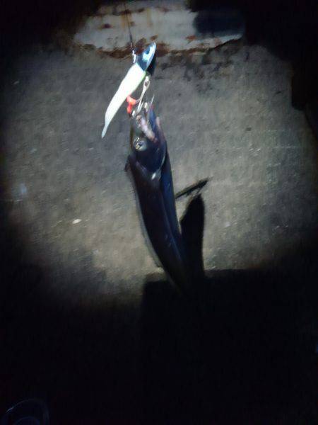 タチウオのサイズが…