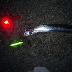 まだタチウオ好調です