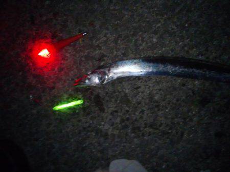 まだタチウオ好調です