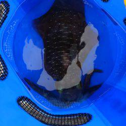 筏でアオリイカ