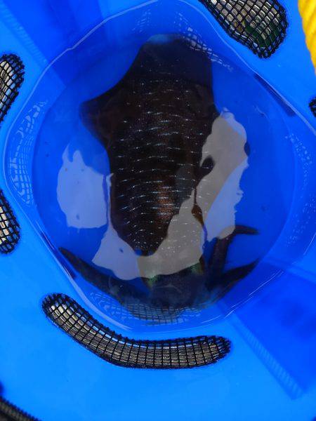 筏でアオリイカ