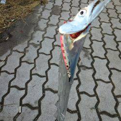 ジグでタチウオ