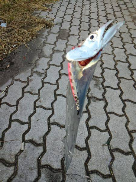 ジグでタチウオ