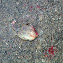 あじ　カワハギ　子メジナ