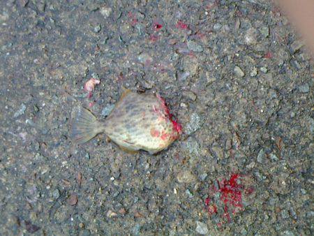 あじ　カワハギ　子メジナ