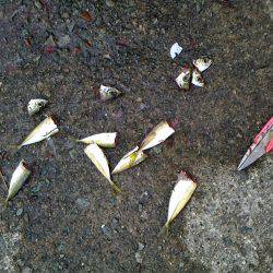 豆アジ~アジ~カマス