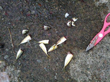 豆アジ~アジ~カマス