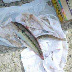 厳しい釣行でした