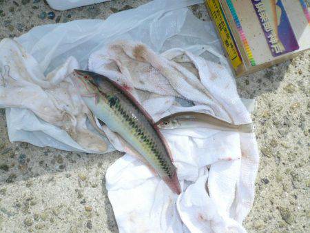 厳しい釣行でした