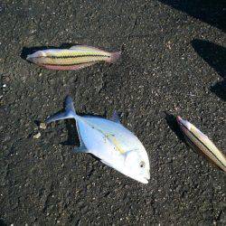 南淡へ落ちギス調査