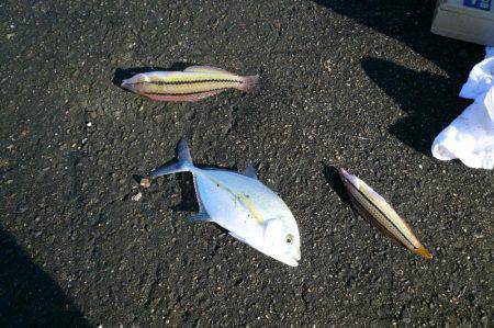 南淡へ落ちギス調査