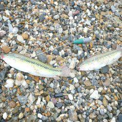 近場の明石港に釣行しました