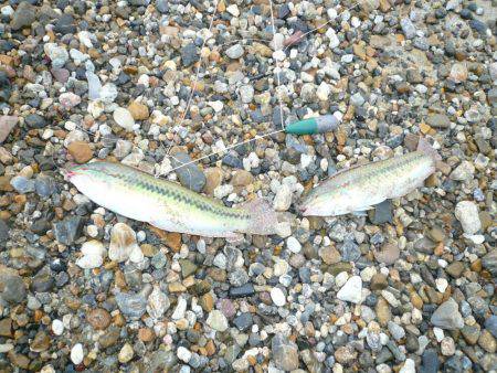 近場の明石港に釣行しました