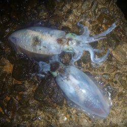 新規ポイントで。。。