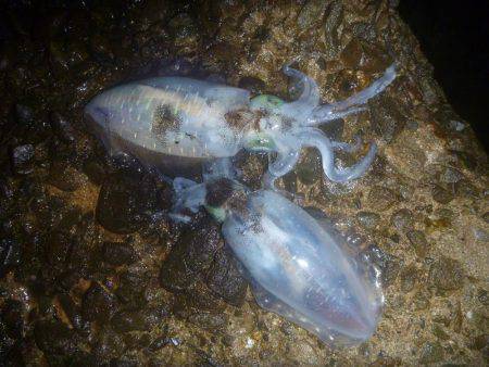 新規ポイントで。。。