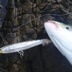 中紀青物プラッキング