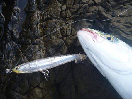 中紀青物プラッキング