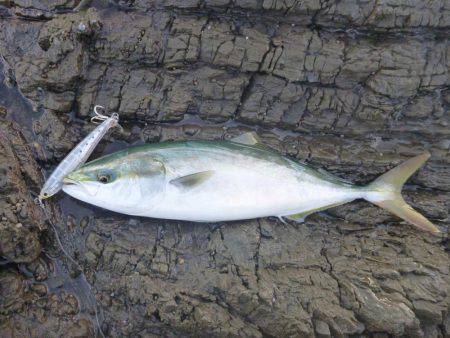 強風でしたが。。。