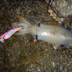 ナイトエギング