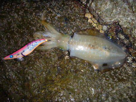 ナイトエギング