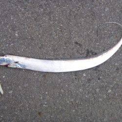 激渋タチウオ???