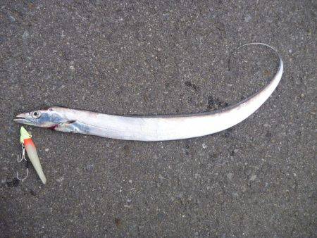 激渋タチウオ???