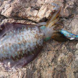 デイエギングでキロアップ♪