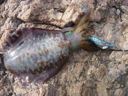 デイエギングでキロアップ♪