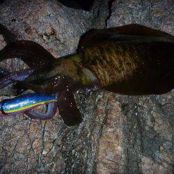 ナイトエギング