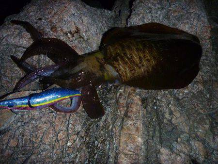 ナイトエギング