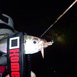 激濁りの舞洲アジング