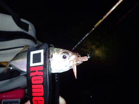 激濁りの舞洲アジング