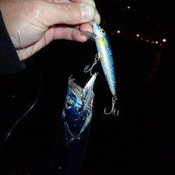 夜練 タチウオ！