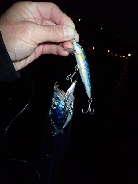 夜練 タチウオ！