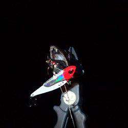 安定の太刀魚♪