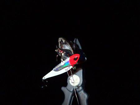 安定の太刀魚♪