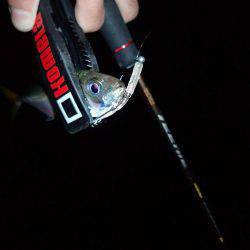 太刀魚終わりのアジング♪