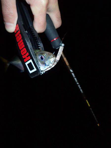 太刀魚終わりのアジング♪