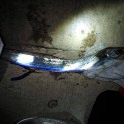 今会は良くアタリも出ました・・・太刀魚・・・