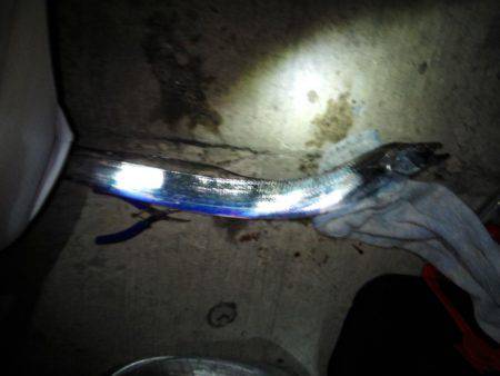 今会は良くアタリも出ました・・・太刀魚・・・