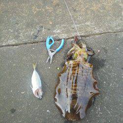 今年初めてのアオリイカ・・・・