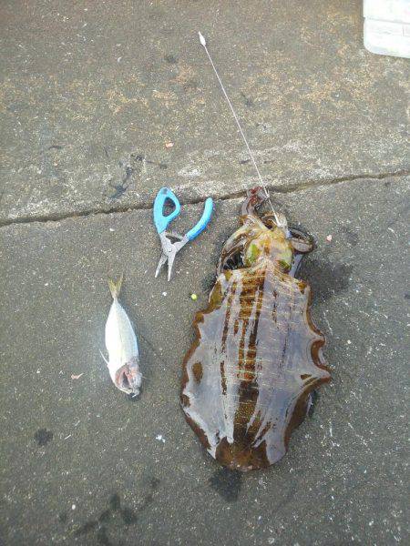 今年初めてのアオリイカ・・・・