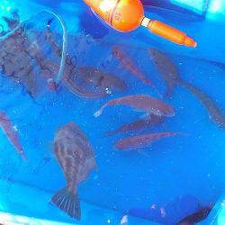 ファミリーフィッシングでサビキ！