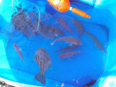 ファミリーフィッシングでサビキ！