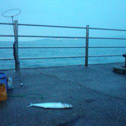 マイワシ大漁!サゴシもゲット!!