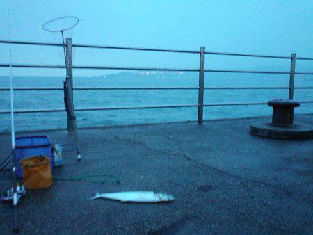 マイワシ大漁!サゴシもゲット!!